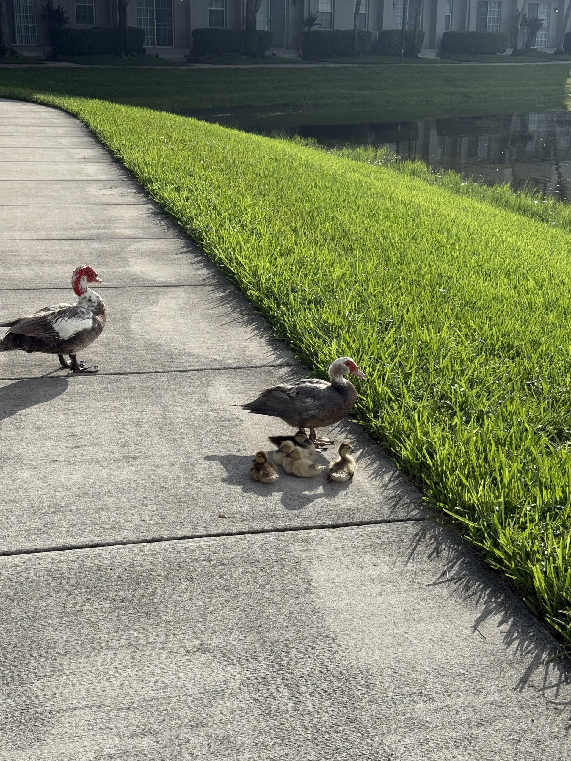 orning walk by a lake with ducks, symbolizing reflection and new beginnings after a sabbatical