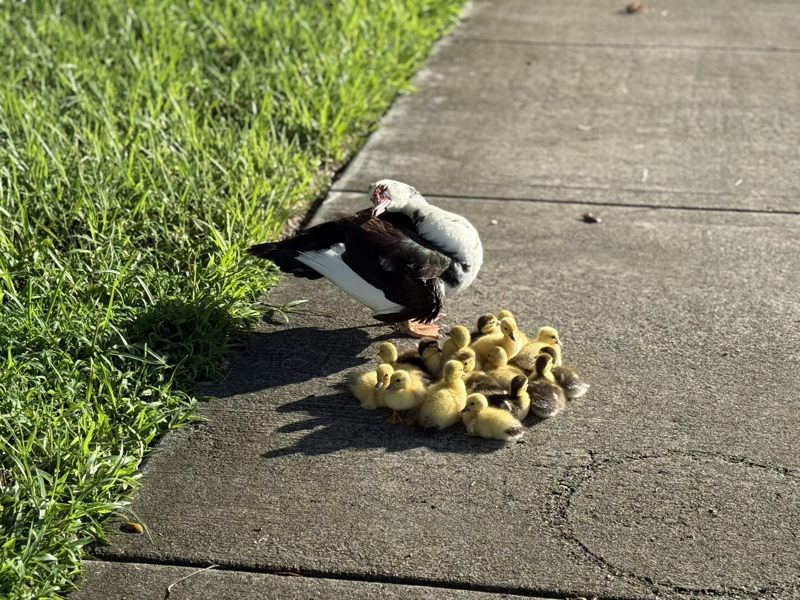 Gratitude for sun and nature